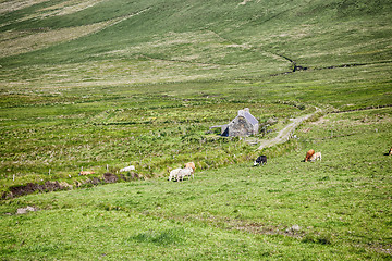 Image showing irish landscape