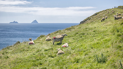 Image showing Skellig Ireland