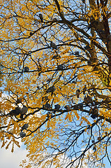 Image showing Pigeons on the tree