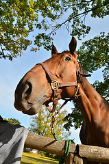 Image showing Horse head