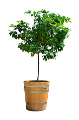 Image showing Lemon tree