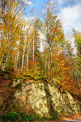 Image showing autumn in park