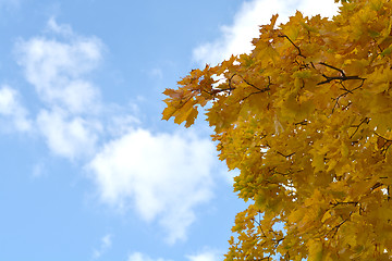 Image showing leaves in autumn forest over blue sky