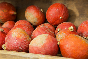 Image showing Pumpkins on the field