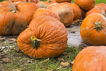 Image showing Pumpkins on the field