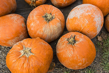 Image showing Pumpkins on the field