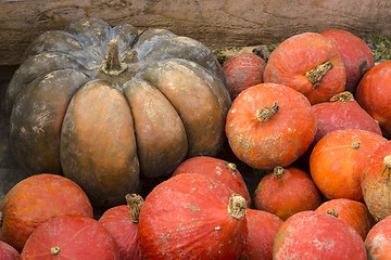 Image showing Pumpkins on the field