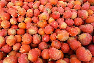 Image showing Pumpkins on the field