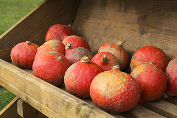 Image showing Pumpkins on the field