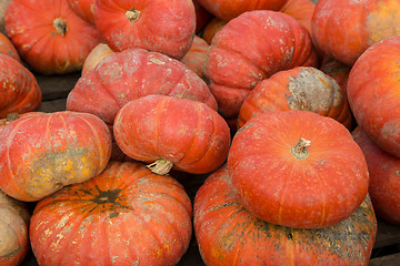 Image showing Pumpkins on the field