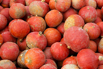 Image showing Pumpkins on the field