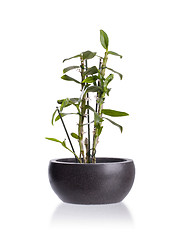 Image showing Small plant in a pot