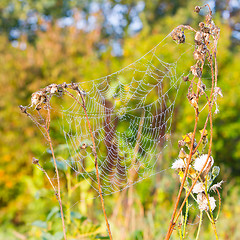 Image showing Close up view of the strings of a spiders web