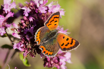 Image showing small copper