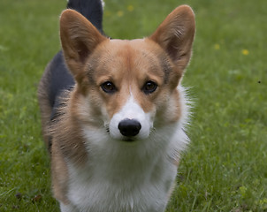 Image showing welsh corgi head