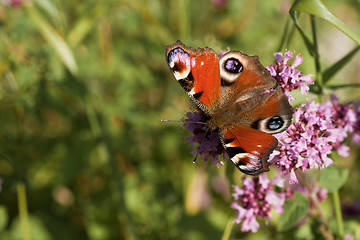 Image showing peacock butterfly