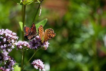 Image showing two butterflies