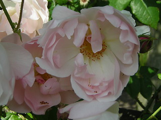 Image showing rose