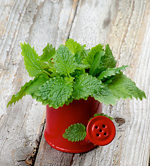 Image showing Lemon Balm