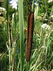 Image showing Bullrush