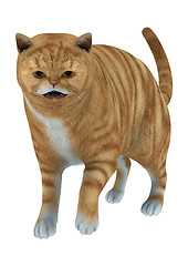 Image showing Red Tabby Cat