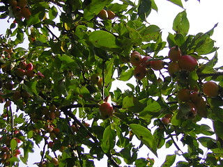 Image showing apples