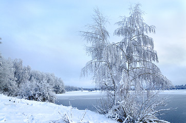 Image showing Winter landscape with trees, covered with hoarfrost and lake vie