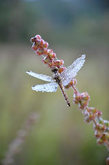 Image showing Dragonfly in the drops of dew