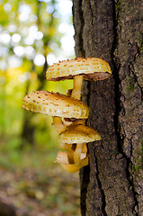 Image showing  A group of mushrooms on a tree trunk