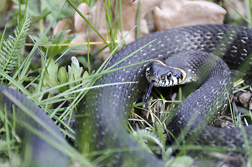 Image showing Snake (Natrix natrix)