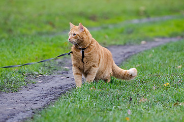 Image showing Red cat walking on a leash along the footpath on the background 