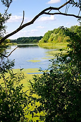 Image showing The view through the branches of the trees on the river