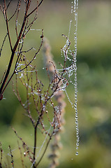 Image showing The thread of a web drops