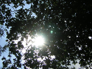 Image showing sunny tree