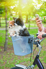 Image showing bicycle walking with dogs