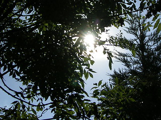 Image showing sunny tree