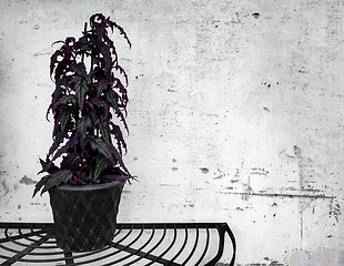 Image showing Dark plant on concrete wall background