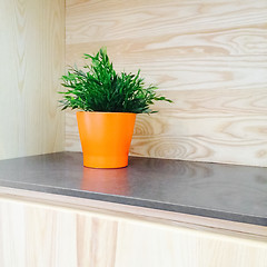 Image showing Green plant decorating wooden kitchen