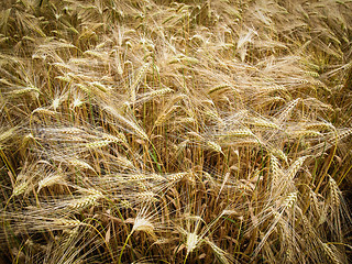 Image showing Retro look Barleycorn field