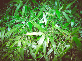 Image showing Retro look Bamboo