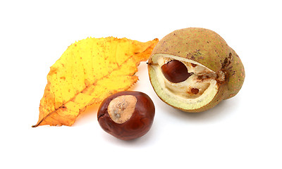 Image showing Yellow fall leaf from a red horse chestnut with conkers