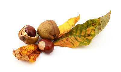 Image showing Autumn leaves with conkers and seed cases