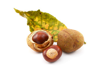Image showing Conkers and smooth seed cases with red horse chestnut leaf