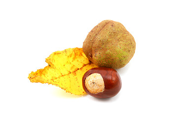 Image showing Yellow autumn leaf from a red horse chestnut with conkers