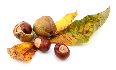 Image showing Fall foliage from a red horse chestnut with conkers 