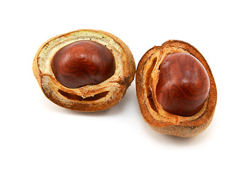 Image showing Shiny brown conkers in smooth cases 