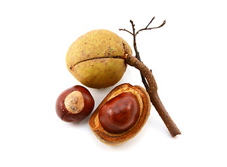 Image showing Seed cases and conkers from a red horse chestnut tree