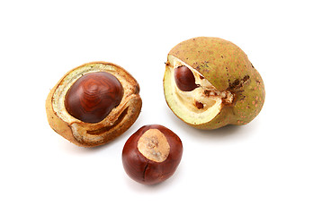 Image showing Conkers and open seed cases from a red horse chestnut