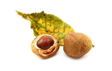 Image showing Red horse chestnut tree leaf and conker cases and seed