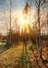 Image showing Birches and autumn